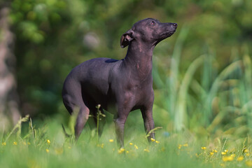 Miniature Xoloitzcuintle (Mexican hairless dog) posing outdoors standing on a green grass with yellow flowers in summer