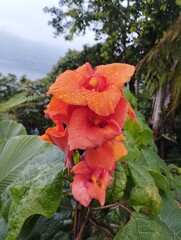 Bali Island, 22 May 2023 : Orange flower with raindrops on the petals in the garden, Indonesia.