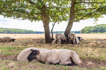 Sheep under big oak tree hiding for the sun in nature park Molenveld in Exloo municipality Borger-Odoorn in Drente The Netherlands