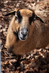 Tierfotografie in Tierpark