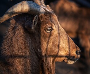 Ziege, Tierpark