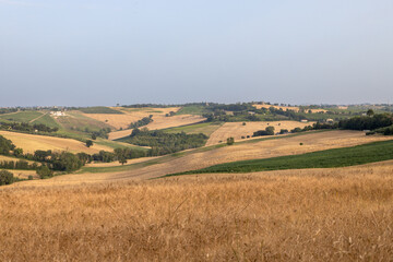 Fototapeta na wymiar Marche Region Countryside with grainfields near Senigallia