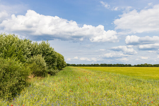 Colorful wild flowers along agriculture field as biodiversity measure and good practice of nature-inclusve farming
