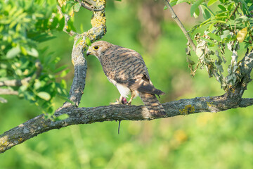 Common kestrel, European kestrel, Eurasian kestrel or Old World kestrel - Falco tinnunculus perched with 
mouse at green background. Photo from Kisújszállás in Hungary.	