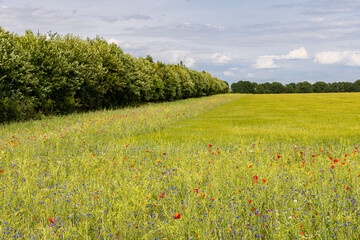 Colorful wild flowers along agriculture field as biodiversity measure and good practice of nature-inclusve farming