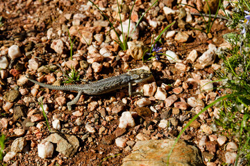 A chameleon crossing a gravel pathway in full sunlight in the Karoo Botanical Garden, Worcester, South Africa.