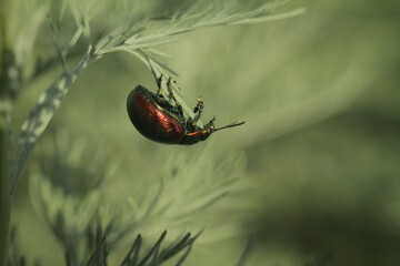 spider on a web