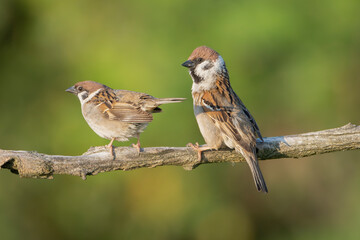 Pair of Eurasian tree sparrows - Passer montanus perched at green backgound. Photo from...