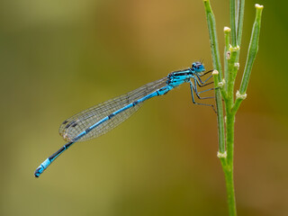 Azure Damselfly resting on a Stem