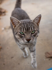Gray cat with green eyes