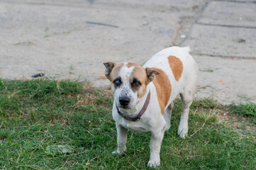 jack russell terrier puppy