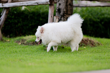 Puppy playing on the grass
