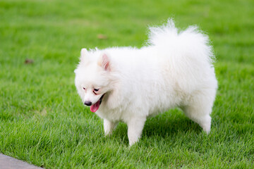 Puppy playing on the grass