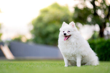 My puppy in the grass