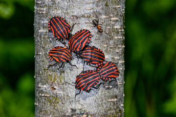 Striped bugs congregate