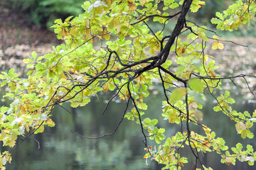Fototapeta premium autumn oak leaves in the park