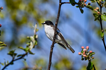 European pied flycatcher