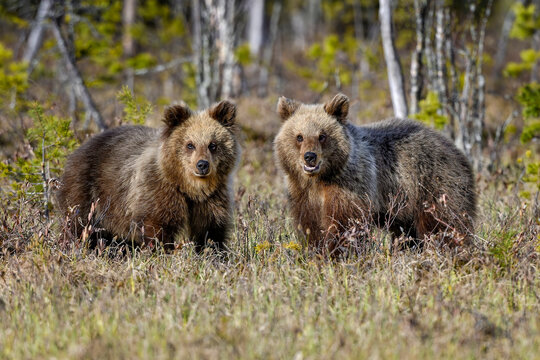 Brown bear cubs are trying to figure out what is going on at the swamp.