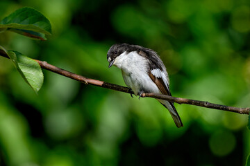 European pied flycatcher