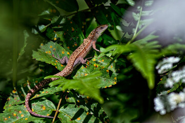 Viviparous lizard in the forest