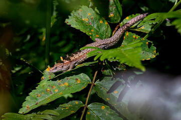 Obraz premium Viviparous lizard in the forest