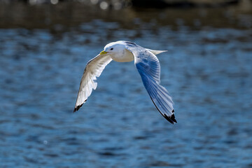 Black-legged Kittiwake
