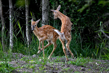 Naklejka na ściany i meble Playful White-tailed deer in the forest.