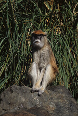 Common patas monkey