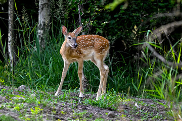 Naklejka na ściany i meble Playful White-tailed deer in the forest.