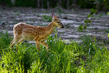 White-tailed deer fawn in the forest.