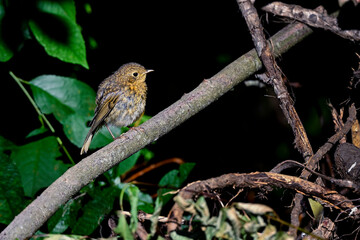 Young European Robin