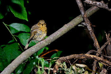 Young European Robin