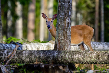 White-tailed deer in the forest at dusk.