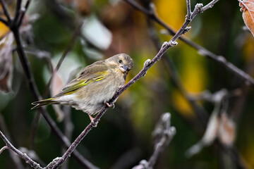 Greenfinch in autumn