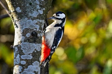 Great spotted woodpecker
