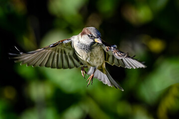 House sparrow