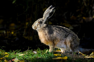 Hare in autumn dawn