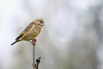Greenfinch in autumn