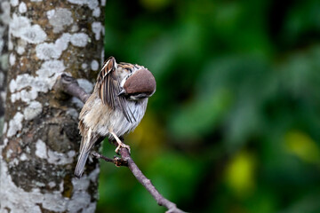 Eurasian tree sparrow