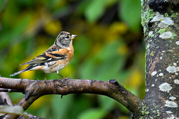 Brambling in autumn colors