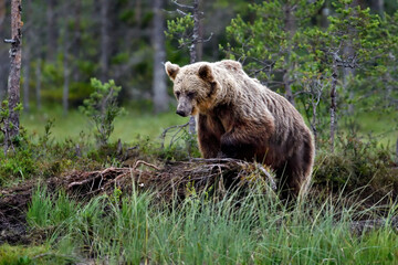 Obraz na płótnie Canvas Brown bear, late night visitor at the swamp lake in the forest.