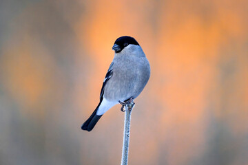 Eurasian bullfinch in winter colors