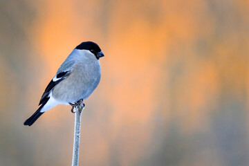 Eurasian bullfinch in winter colors