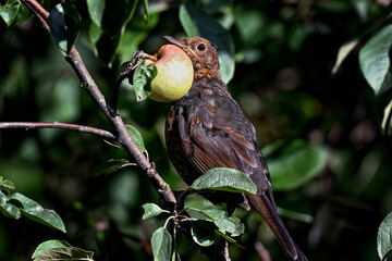 Young Blackbird and an Apple