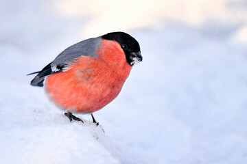 Eurasian bullfinch in winter colors