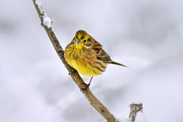 Yellowhammer in winter