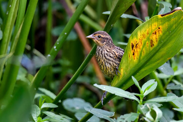 Red-winged blackbird female