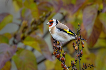 Goldfinch in autumn