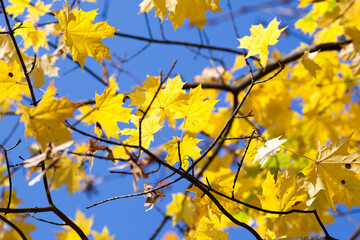 autumn leaves against sky