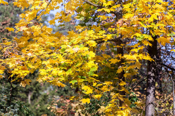 yellow maple